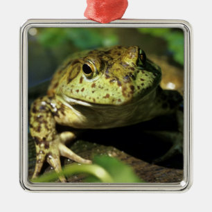 Bull frog. metal tree decoration
