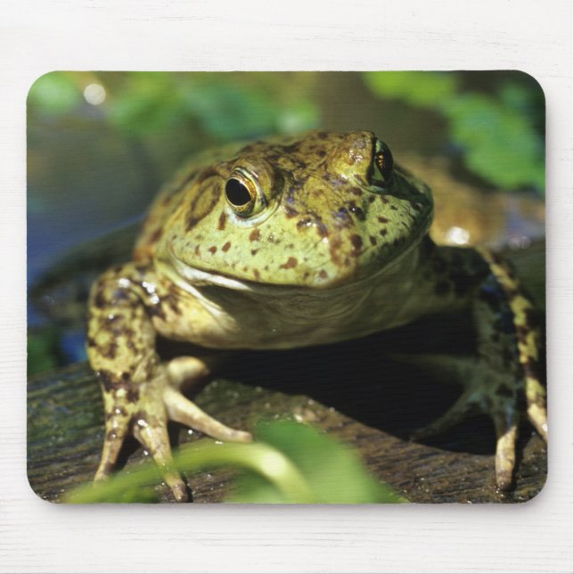Bull frog. mouse mat (Front)