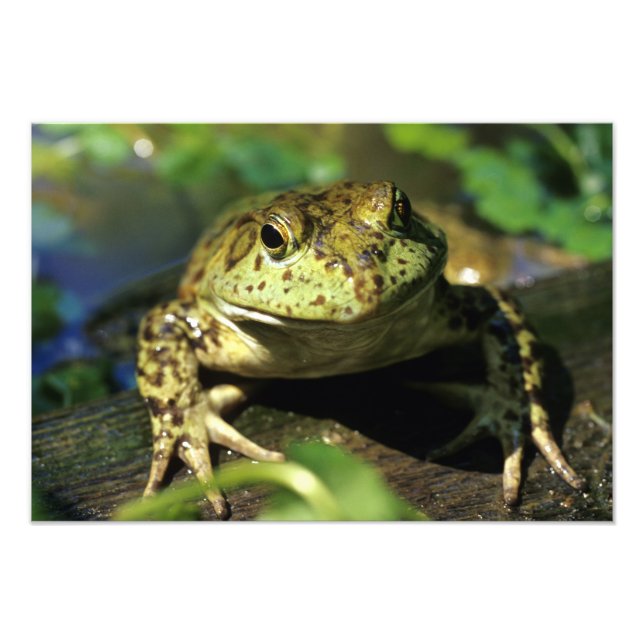Bull frog. photo print (Front)