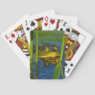 Bull Frog Playing Cards