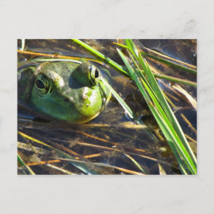 Bull Frog Postcard