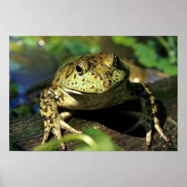 Bull frog. poster (Front)