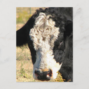 Bull Handsome Postcard