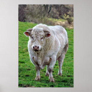 Bull in field poster