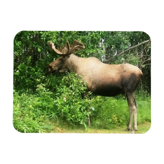 Bull Moose 3" x 4" Flexible Photo Magnet (Horizontal)