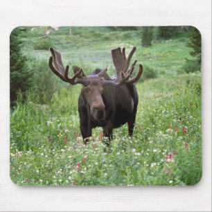 Bull moose Alces alces) in wildflowers, Mouse Mat