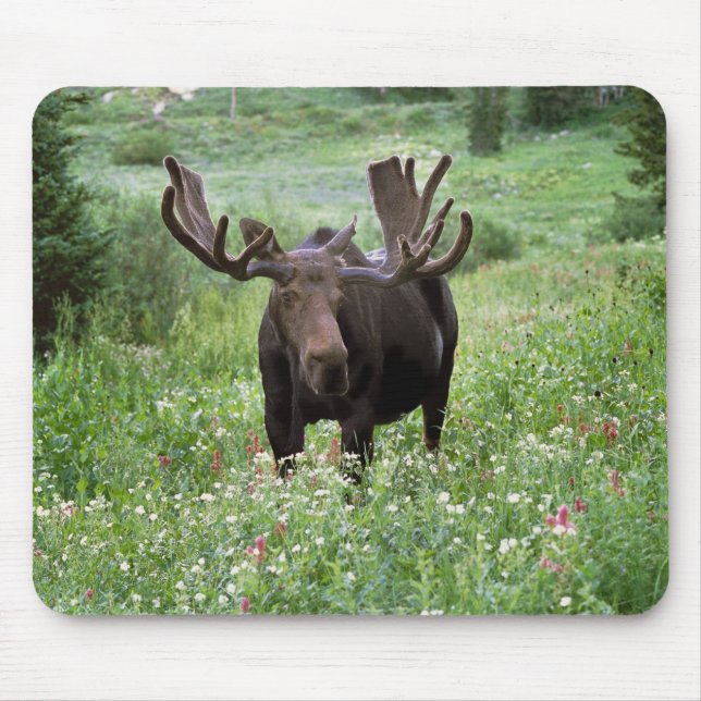 Bull moose Alces alces) in wildflowers, Mouse Mat (Front)
