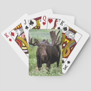 Bull moose Alces alces) in wildflowers, Playing Cards