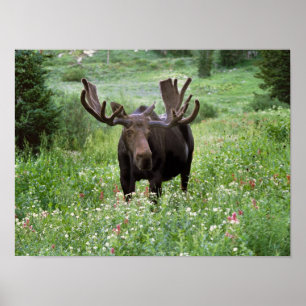 Bull moose Alces alces) in wildflowers, Poster