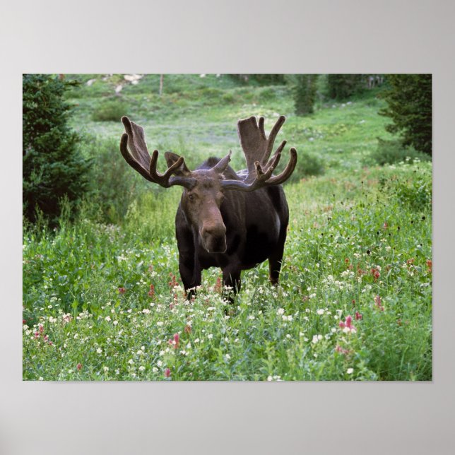Bull moose Alces alces) in wildflowers, Poster (Front)