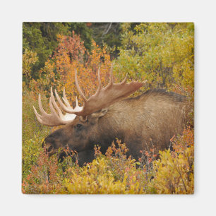 Bull Moose   Denali National Park, Alaska Magnet