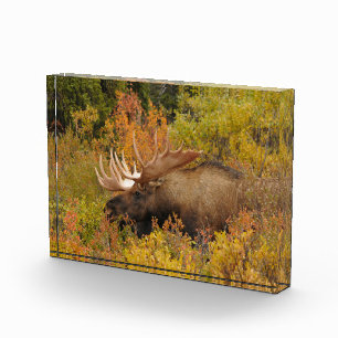Bull Moose Denali National Park, Alaska Photo Block