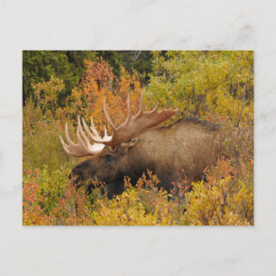 Bull Moose   Denali National Park, Alaska Postcard