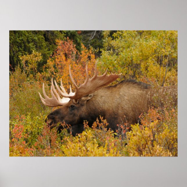 Bull Moose | Denali National Park, Alaska Poster (Front)