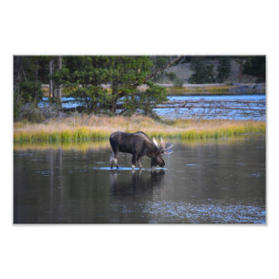 Bull Moose Drinking in Sprague Lake, Colorado Photo Print