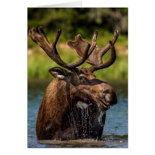 Bull moose feeding in Glacier National Park