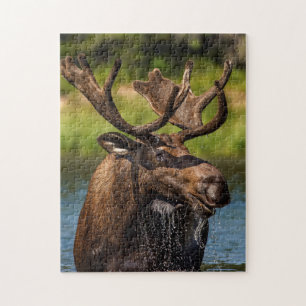 Bull moose feeding in Glacier National Park Jigsaw Puzzle
