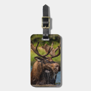 Bull moose feeding in Glacier National Park Luggage Tag