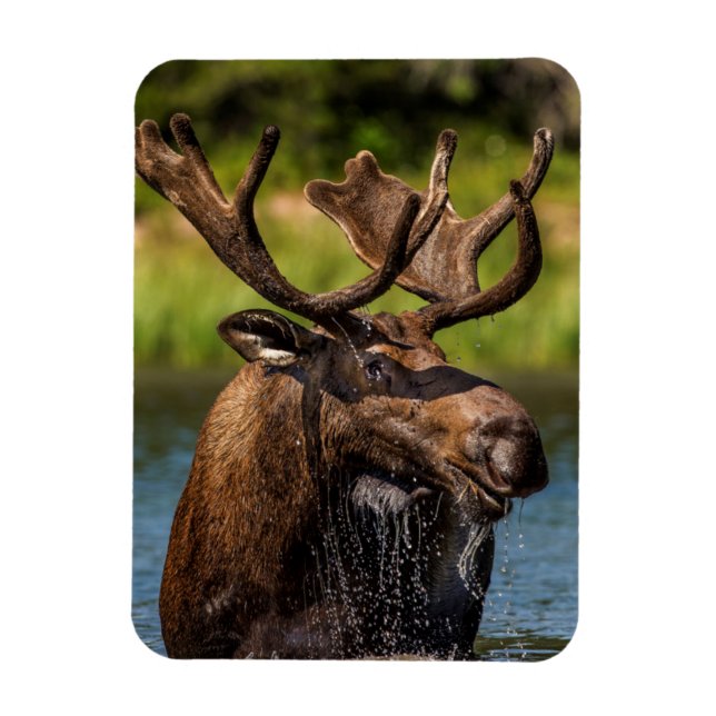 Bull moose feeding in Glacier National Park Magnet (Vertical)