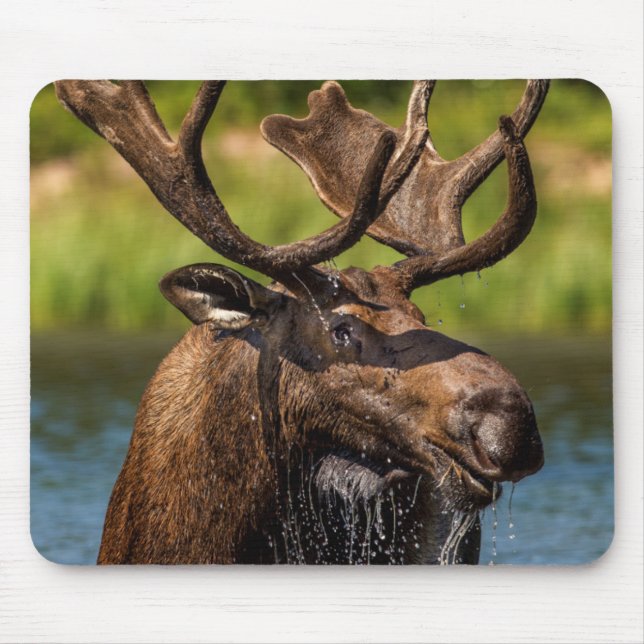 Bull moose feeding in Glacier National Park Mouse Mat (Front)