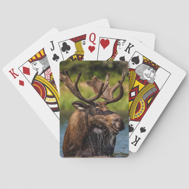 Bull moose feeding in Glacier National Park Playing Cards (Back)