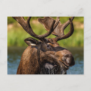 Bull moose feeding in Glacier National Park Postcard