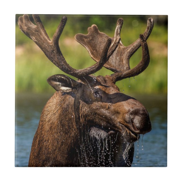 Bull moose feeding in Glacier National Park Tile (Front)