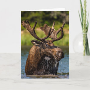 Bull Moose   Glacier National Park Montana Card