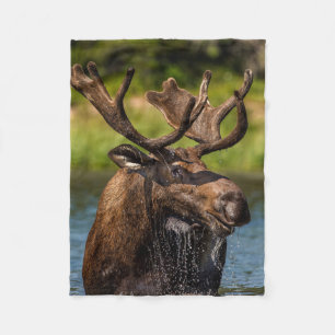 Bull Moose   Glacier National Park Montana Fleece Blanket