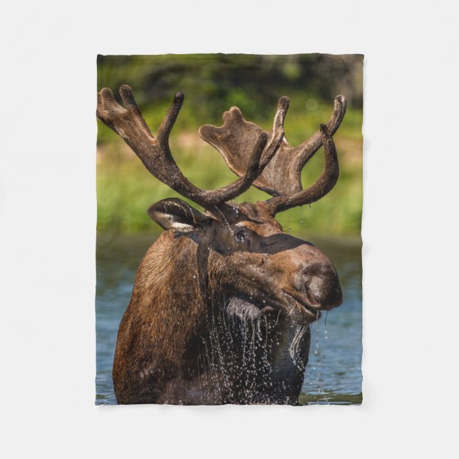 Bull Moose | Glacier National Park Montana Fleece Blanket (Front)