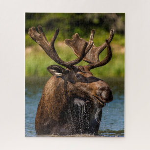 Bull Moose   Glacier National Park Montana Jigsaw Puzzle