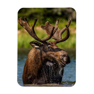 Bull Moose   Glacier National Park Montana Magnet