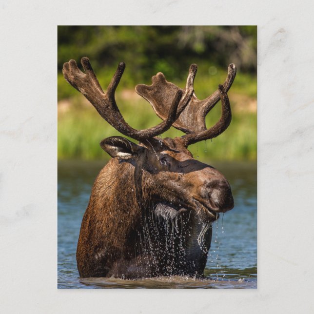 Bull Moose | Glacier National Park Montana Postcard (Front)