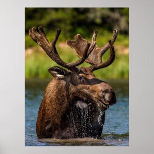 Bull Moose   Glacier National Park Montana Poster