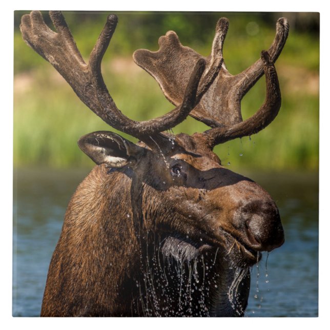 Bull Moose | Glacier National Park Montana Tile (Front)