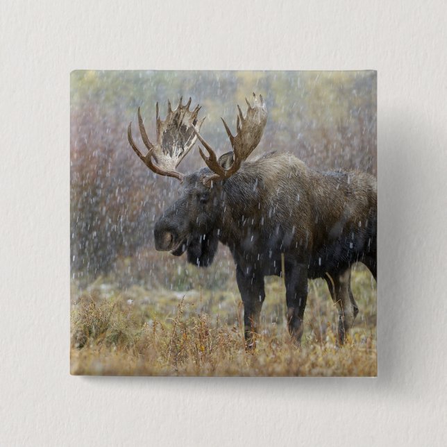 Bull moose in snowstorm with aspen trees 15 cm square badge (Front)