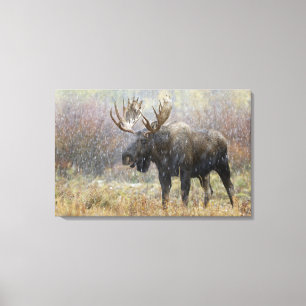 Bull moose in snowstorm with aspen trees canvas print