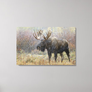 Bull moose in snowstorm with aspen trees in canvas print