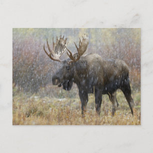 Bull moose in snowstorm with aspen trees in postcard