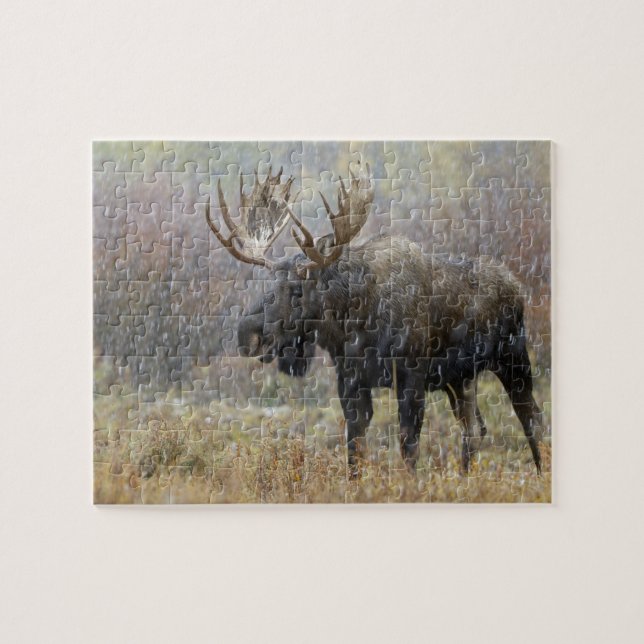Bull moose in snowstorm with aspen trees jigsaw puzzle (Horizontal)