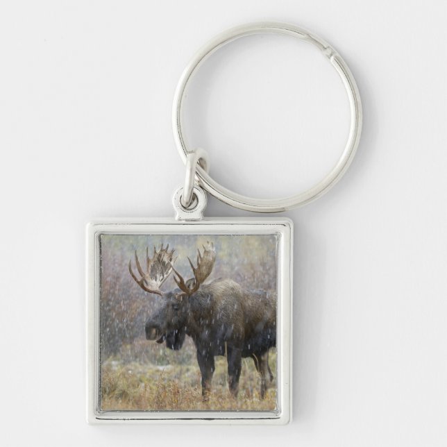 Bull moose in snowstorm with aspen trees key ring (Front)