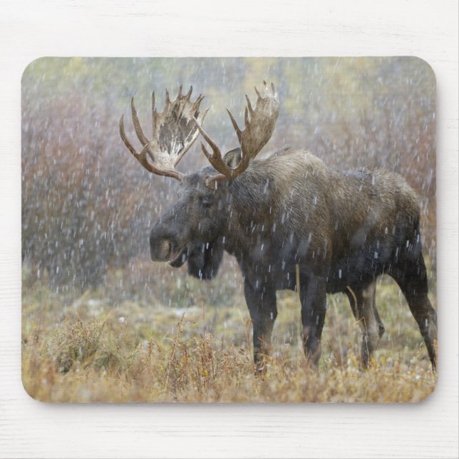 Bull moose in snowstorm with aspen trees mouse mat (Front)