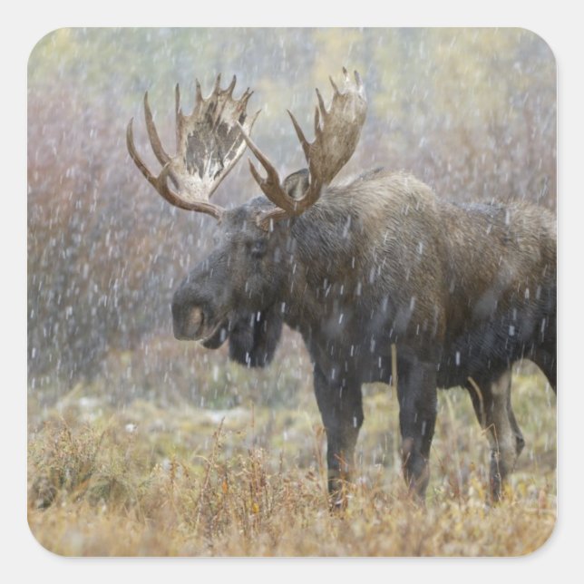 Bull moose in snowstorm with aspen trees square sticker (Front)