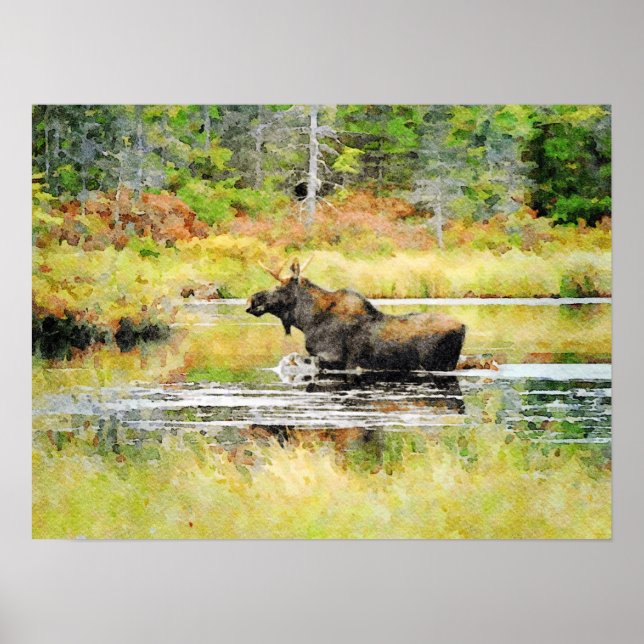 Bull Moose in Water Watercolor Painting Wildlife Poster (Front)