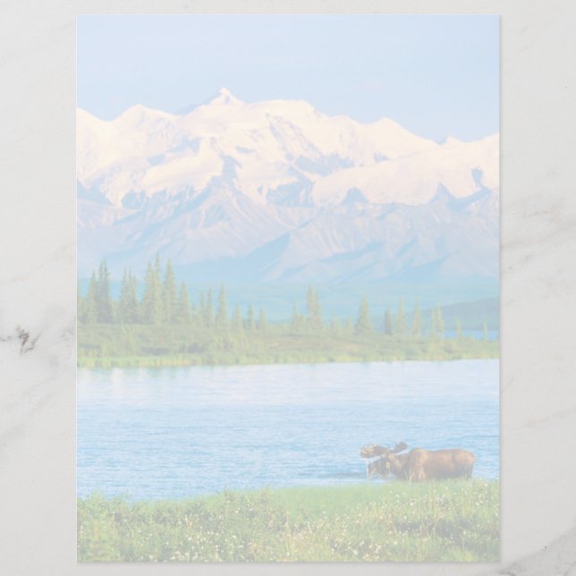 Bull moose in Wonder Lake (Front)