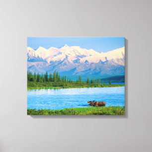 Bull moose in Wonder Lake Canvas Print