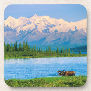 Bull moose in Wonder Lake Coaster