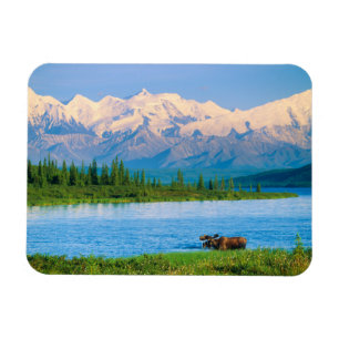 Bull moose in Wonder Lake Magnet