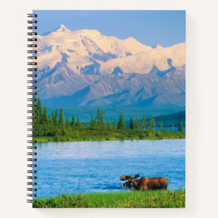 Bull moose in Wonder Lake Notebook