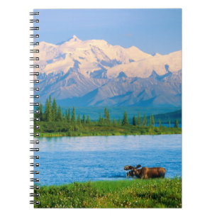 Bull moose in Wonder Lake Notebook